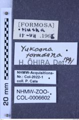 Etikette zu Yukoana formosana (Ôhira, 1966) (NHMW-ZOO-COL-0006602)